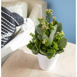 Kalanchoe Plant Succulents Plants Live Houseplants in White Planter, Live Succulents Live House Plants, Succulent Plants Live Plants Indoor Plants, Live Succulent Plant Lover Gifts by Plants for Pets