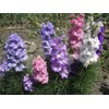 22Day Seeds: Seeds Delphinium Dwarf Mix/Annual Flowers