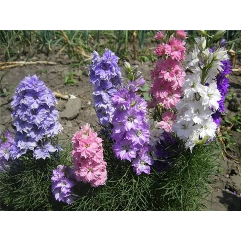 22Day Seeds: Seeds Delphinium Dwarf Mix/Annual Flowers