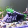 PENGYETHTY Goldfish, Aquarium, Hideaway, Aquarium, Tunnel, Aquarium, Object, Fish, Tropical