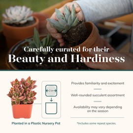 Shop Succulents Shop Succulents Assorted Succulent Plant Pack Bulk Collection - Live Mini Succulent Plants, Low Maintenance, Mixture of Colors & Textures - Wedding and Party Favors, Gift & Garden, Pack of 32
