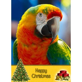 Parrot Christmas Card 'Happy Christmas' - Special Xmas Card for Him Her Kids Male Female