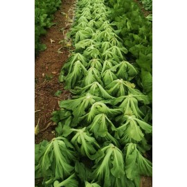 TomorrowSeeds Da Ping Pu Chinese Mustard Greens Seeds | Stem Head Cabbage Choy  Seed 2025 - 500+ Count
