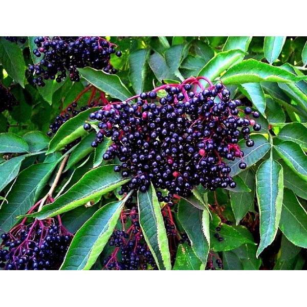 CZ Grain American Elderberry Seeds - 250 Seeds to Plant