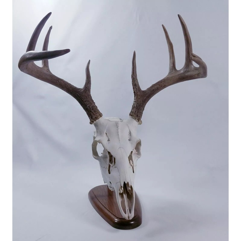 Thuli Products European Skull Mount Table Top Display Walnut