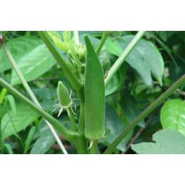 Southeast Seeds Clemson Spineless Okra Seeds, NON-GMO, Gumbo, Lady's Fingers, Gombo, Bendi - 250 Seeds or 1/2 OZ