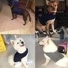Dog Anxiety Jacket Calming Solution Vest Jacket Thunder Dog Wrap