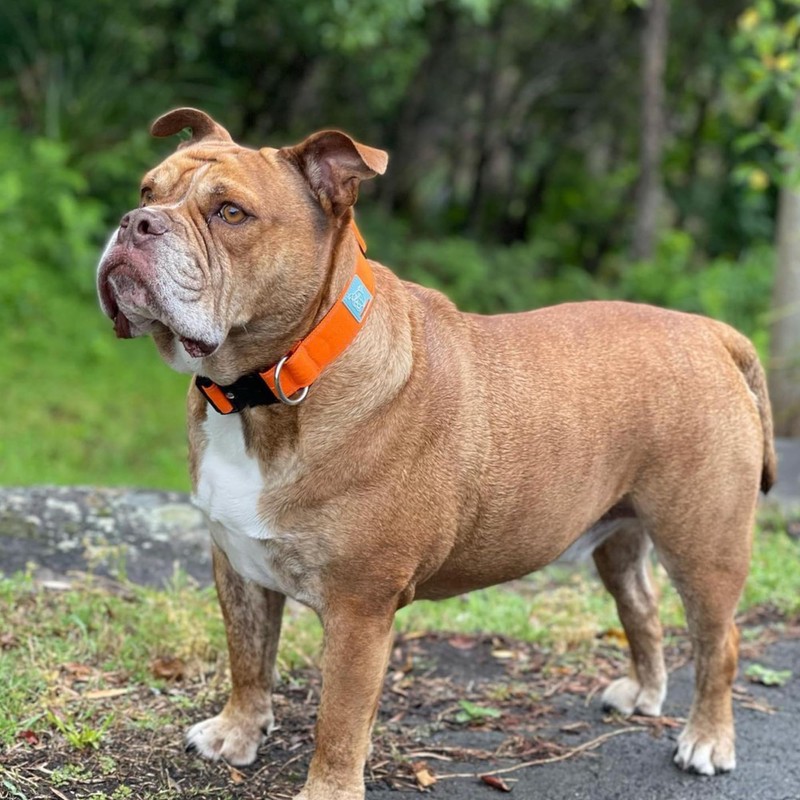 DF Co. Tactical Dog Collar | Comfortable & Secure with