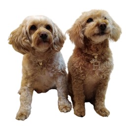 Initial Letter Cuban Chain Dog Chain Pet Chain Pet, Cat, Puppy Necklace (N, 12")