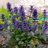 Outsidepride Ajuga Seeds – 200 Pcs. Perennial, Versatile & Low