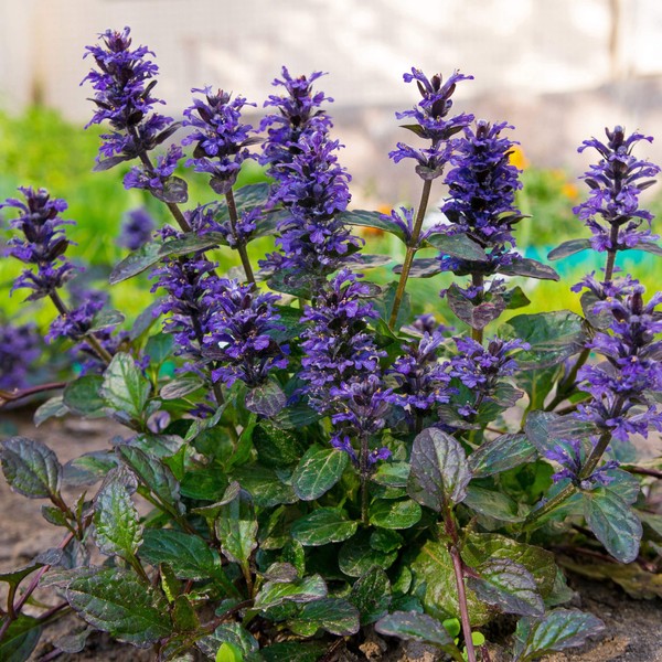 Outsidepride Ajuga Seeds – 200 Pcs. Perennial, Versatile & Low