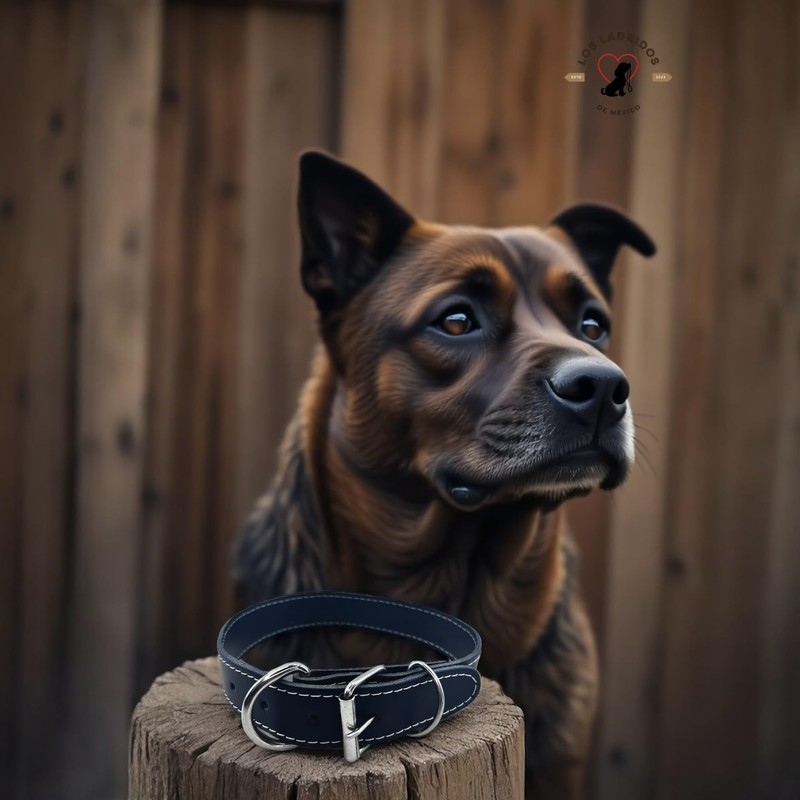 Collar para Perro De Piel Alta Calidad Resistente Entrenamiento Y