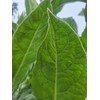 Generic 1000 Great Mullein Seeds (Verbascum Thapsus)