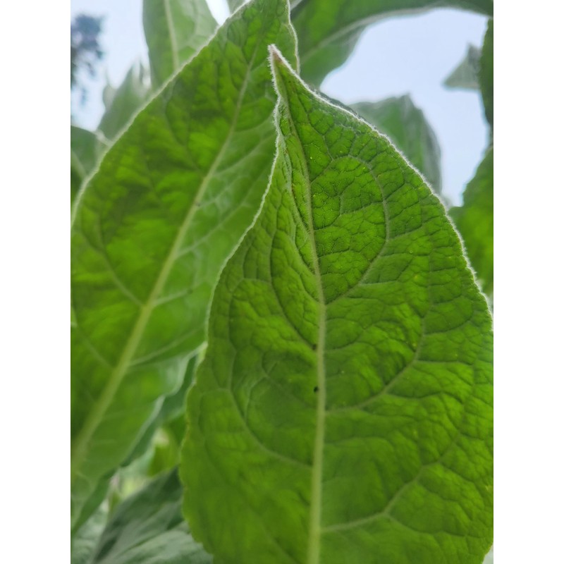 Generic 1000 Great Mullein Seeds (Verbascum Thapsus)
