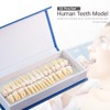 MediTrainer Dental Model Teeth Model, 28 Pieces of Two-Color Permanent