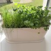 Torfican 5 Set Window Herb Planter Box Rectangular,8.5x3.5 Inch White