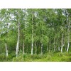 Buy Rare Seeds Betula pendula | European white birch |