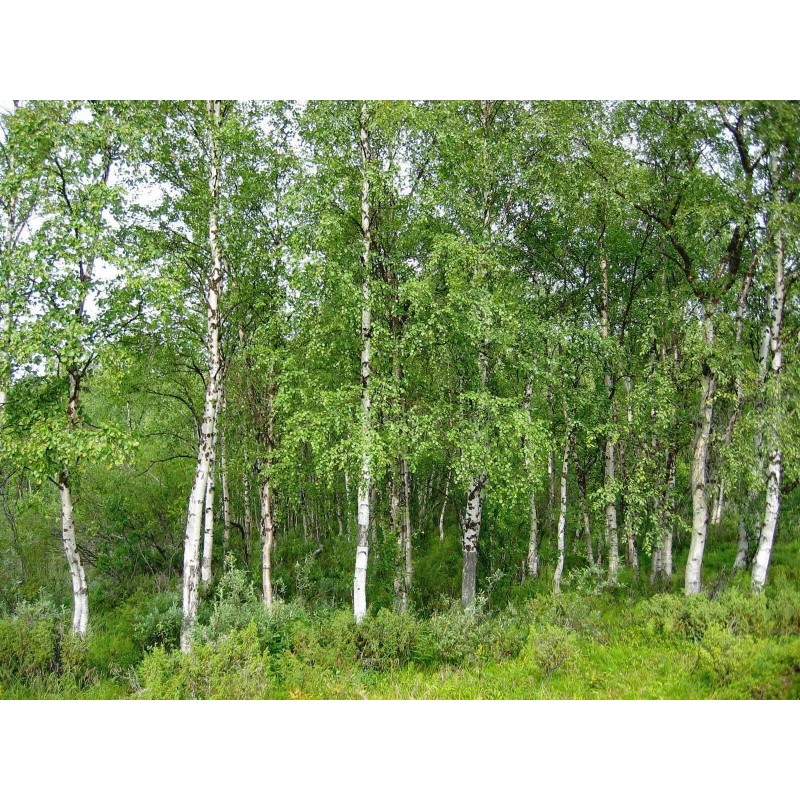 Buy Rare Seeds Betula pendula | European white birch |