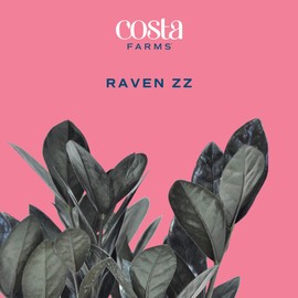 Costa Farms Raven ZZ Plant, Easy Care Indoor Houseplant, Potted in Decorative Plant Pot with Soil, Room Decor for Tabletop, Shelf, or Office Desk, Trending Tropicals Collection, 22-Inches Tall