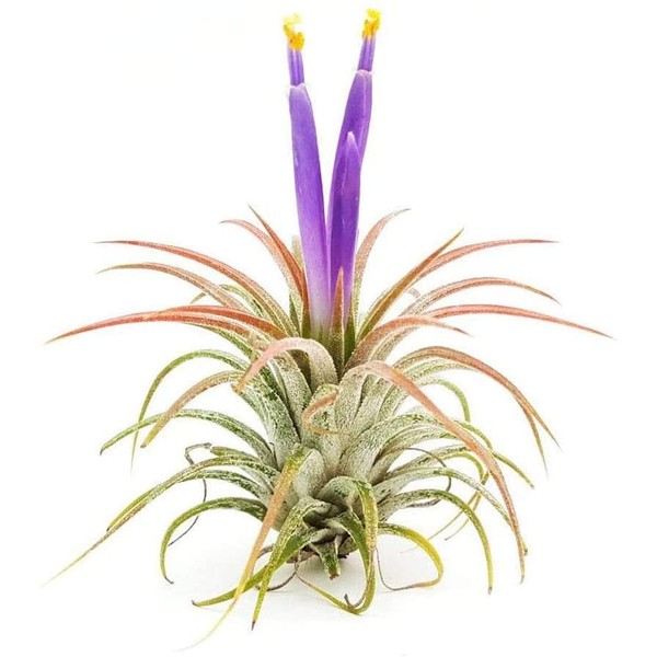The Drunken Gnome AIR Plants – IONANTHA Small – 5 Pack - air Purifying Flowering Tillandsia for Terrarium, Fairy Garden Starter kit, Home Office, Indoor Outdoor, Corporate Gift (5 Small)