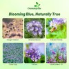 Outsidepride Lacy Phacelia Seeds for Planting - 5000 Pcs Annual,