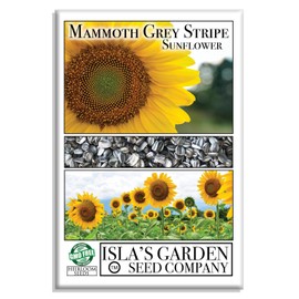 Mammoth Grey Stripe Sunflower Seeds (Helianthus annuus) – 150+ Heirloom Non-GMO Seeds by Isla’s Garden Seeds, Giant Sunflowers for Stunning Blooms, Perfect for Pollinators, Easy to Grow, Gardener Gift