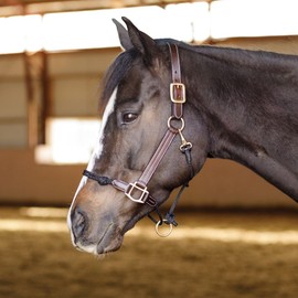 Schneiders Leather and Rope Nose Combo Control Halter for Horses | Breakaway Safety Crown | Rope Nose for Responsiveness | Color Brown | Size Cob