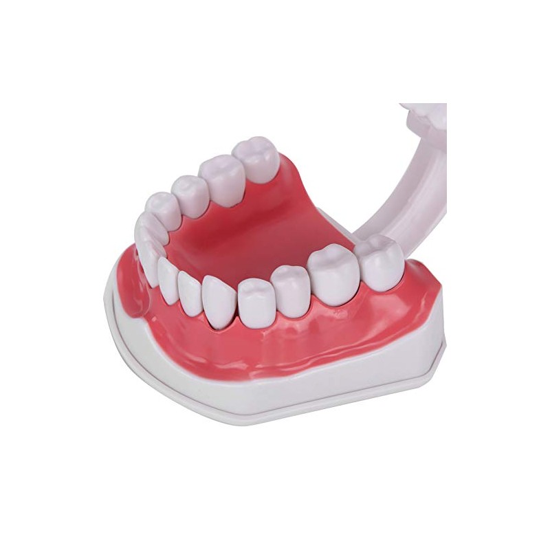Modelo de Dientes de Enseñanza Modelo de Dientes Estándar con