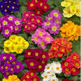 Outsidepride 50 Seeds Annual Primula Common Primrose Danova Flower Seed Mix for Planting