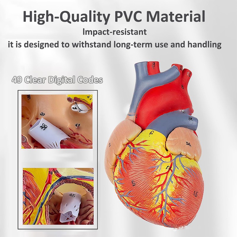 Human Heart Model – Life-Size Medical Teaching Heart with Numbered