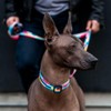 WOLFGANG/Wolfgang MixTape Leash (L Size) Width 1.0 x Length 72.0