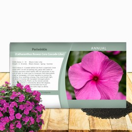 Outsidepride Cascade Lilac Periwinkle Seeds for Planting – 50 Pcs Annual, Fast-Blooming, Heat & Drought Tolerant Vinca Flower Seeds with Vibrant Colors Ideal for Gardens, Beds, Borders & Containers