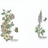 Marianne Design Tiny's Foxglove Clear Stamp, Transparent