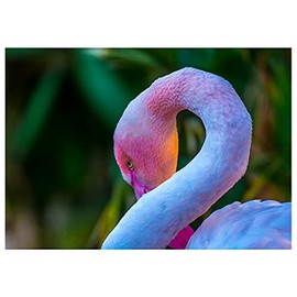 Will Davis Studios Pink Flamingo Close Up Photography Fine Art All Occasion Greeting Card. (Blank Inside)