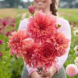 Eden Brothers Dahlia Bulbs (Dinnerplate) - Belle of Barmera, Non-GMO Bulbs for Planting, 8 Bulbs | Low-Maintenance Flower Bulbs, Plant During Spring, Zones 8, 9, 10, 11