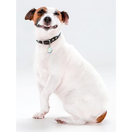 Spoilt Rotten Pets 25mm Diameter Beach Hut Seaside Chic Dog Cat Identity Disc, Pet Identity Cat Kitten Dog Puppy ID Tag, Custom Printed with Your Contact Details