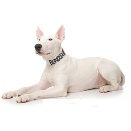 BLIND DOG White Colour Coded Nylon S-M L-XL Buckle Dog Collars (No/Limited Sight) PREVENTS Accidents by Warning Others of Your Dog in Advance (L-XL 38-64cm (15 to 25inch)