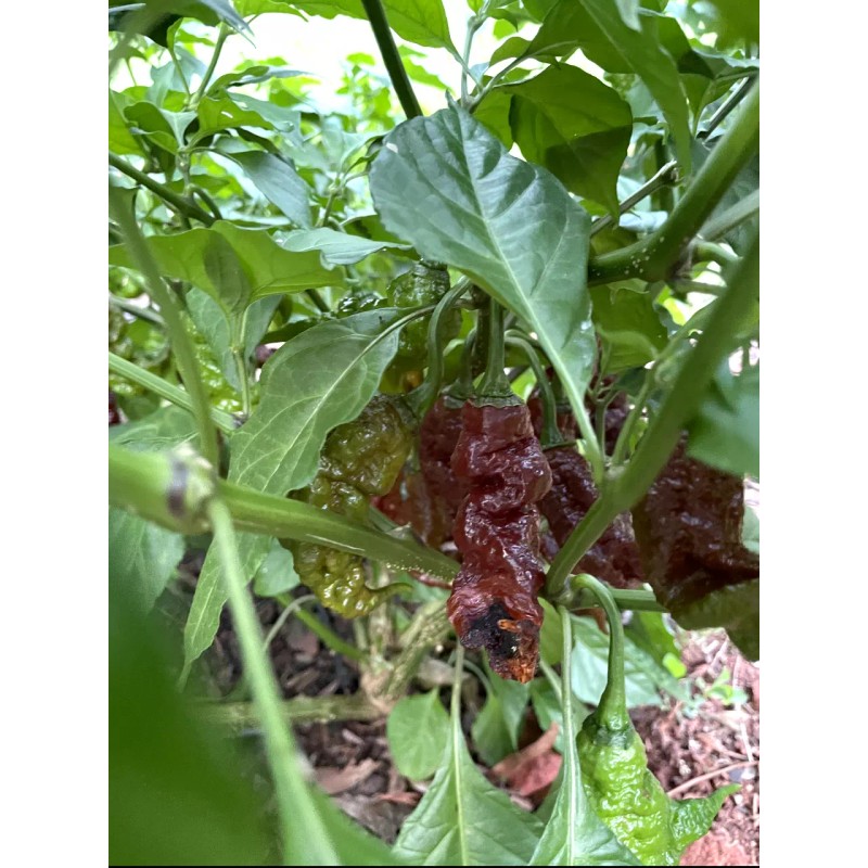 Pepper Fuego Chocolate Primotalii Hot Sauce