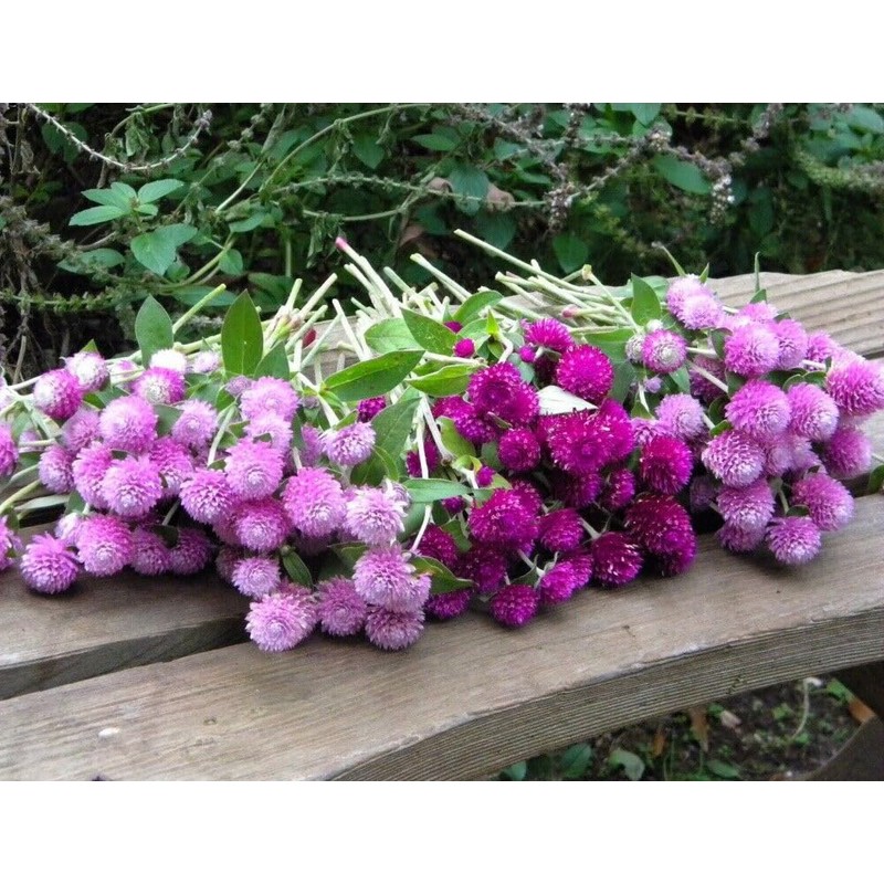 Mixed Color Globe Amaranth Gomphrena Seeds Purple Red White Dried