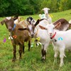 12 Sets Goat Collars with Bells Horse Sheep Grazing Cow
