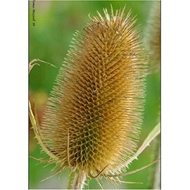 Common Teasel Dipsacus Fullonum Flower (50) Seeds