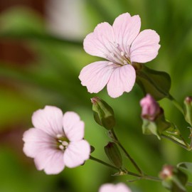 Outsidepride Saponaria Vaccaria Pink - 1000 Seeds