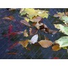Blagdon 1022385 Clearview Pond Cover Net, Strong Double Weave, Black,