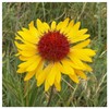 Everwilde Farms - 1 Oz Yellow Gaillardia Native Wildflower Seeds