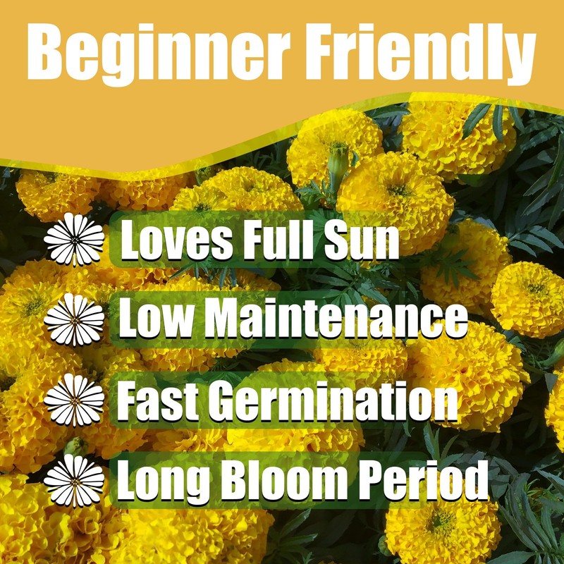 Park Seed Vibrant Inca II Yellow Hybrid Marigold Seeds –