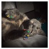 Purrdy Paws Soft Nail Caps for Cat Claws Rainbow Combo