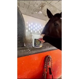 Premios Caballo Bocado De Oro, Zanahoria Avena, Cubeta 2 Kg