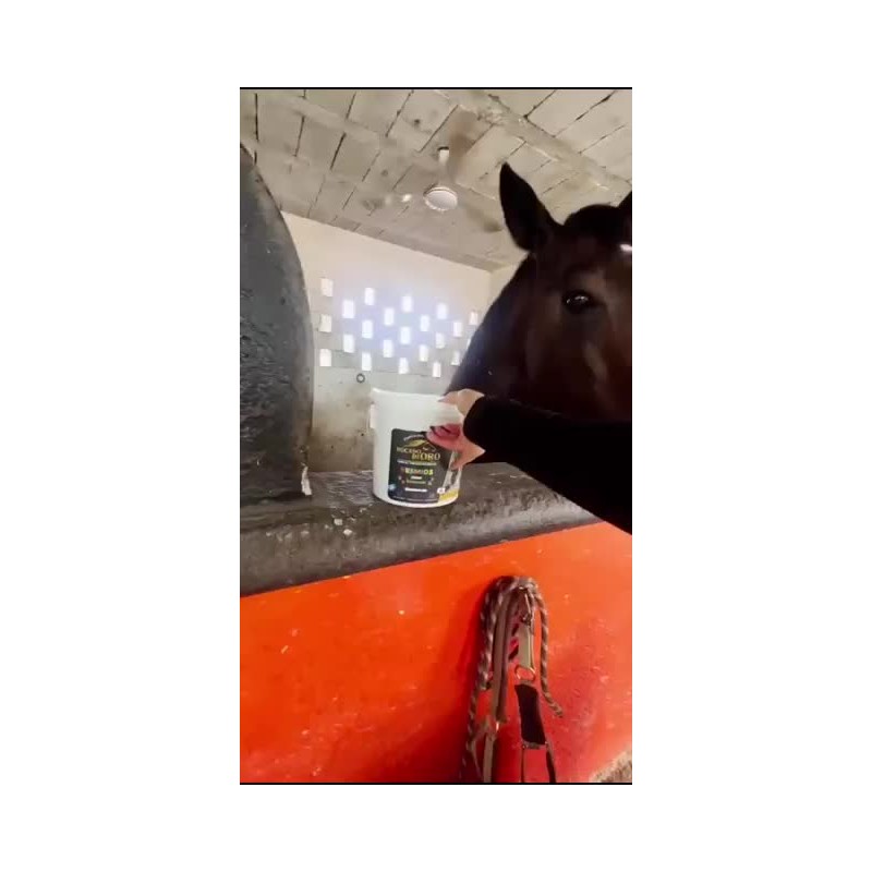 Premios Caballo Bocado De Oro, Zanahoria Avena, Cubeta 2 Kg