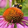 SEBIOLA Echinacea Seeds for Planting - 100 Pink Blooms, Long-Lasting