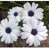 1oz White Cape Daisy Flower Seeds Osteospermum eklonis (Approx 2100